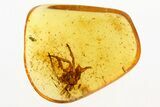 Fossil Spider Exuvia (Araneae) In Baltic Amber #273352-1